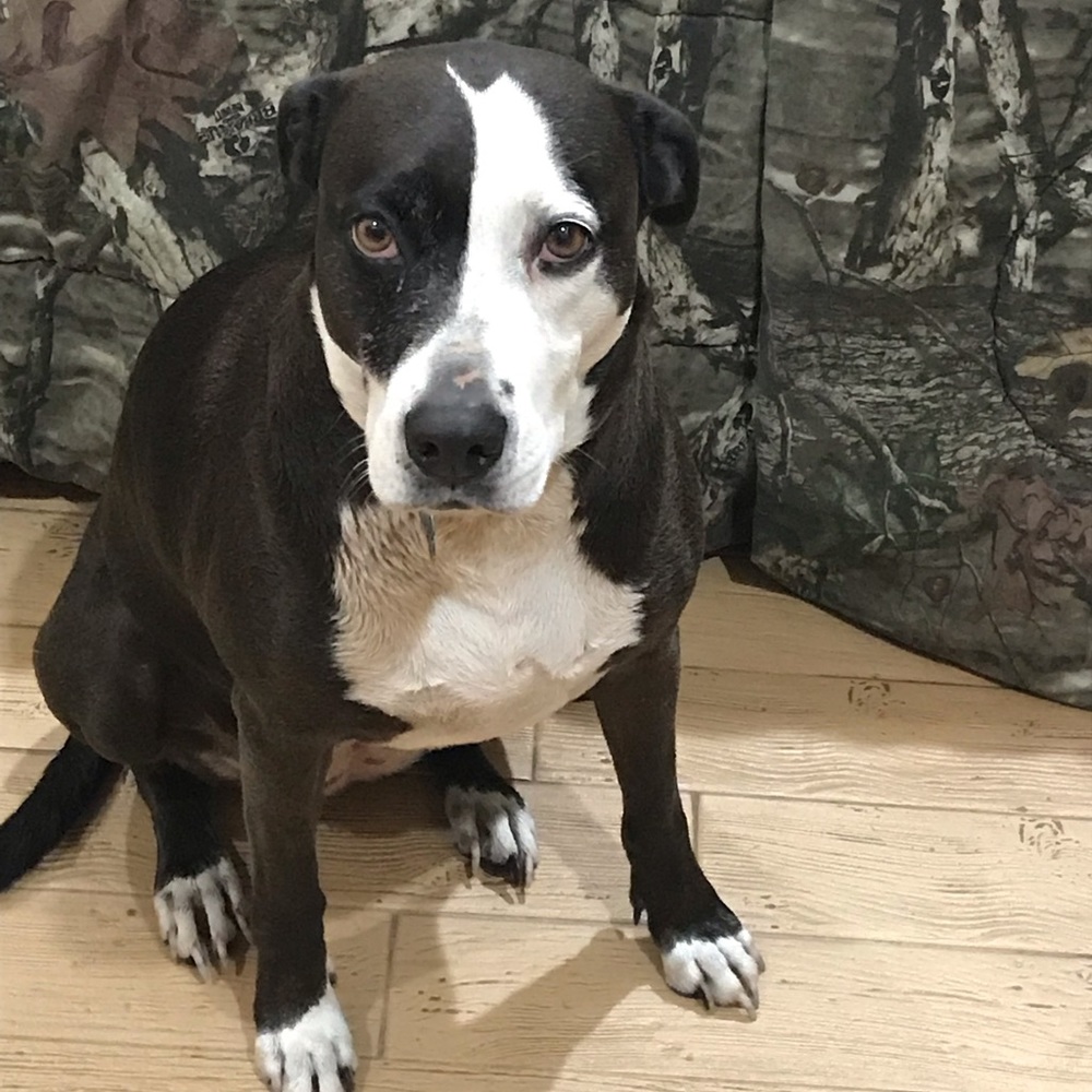 Meet your Posher, Camoboy